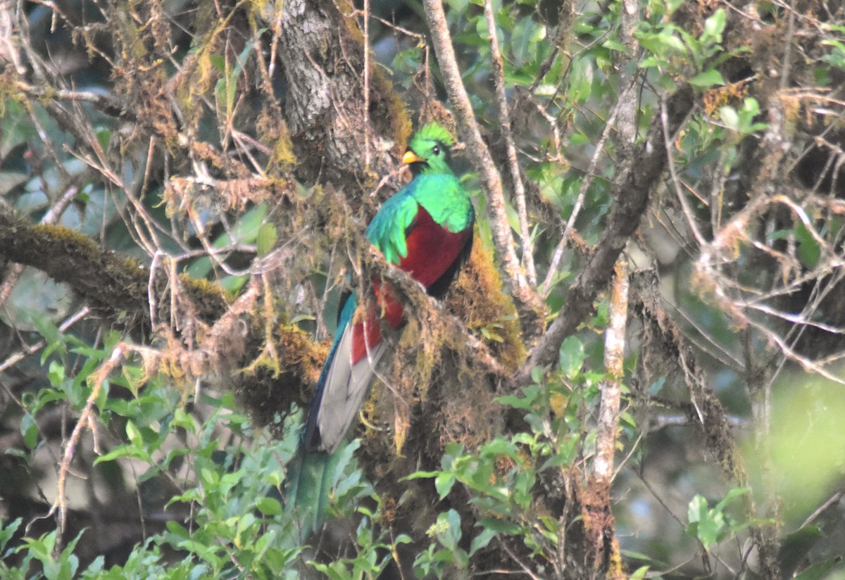 Quetzal Guatemalteco - ML618565560