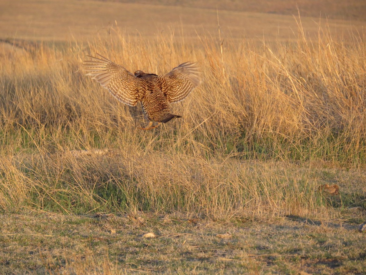 Präriehuhn - ML618565562