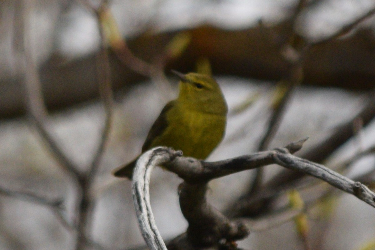 Orange-crowned Warbler - ML618565587