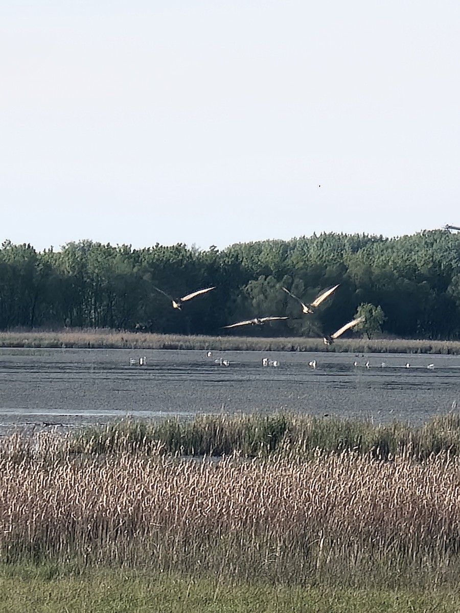 Sandhill Crane - ML618565620