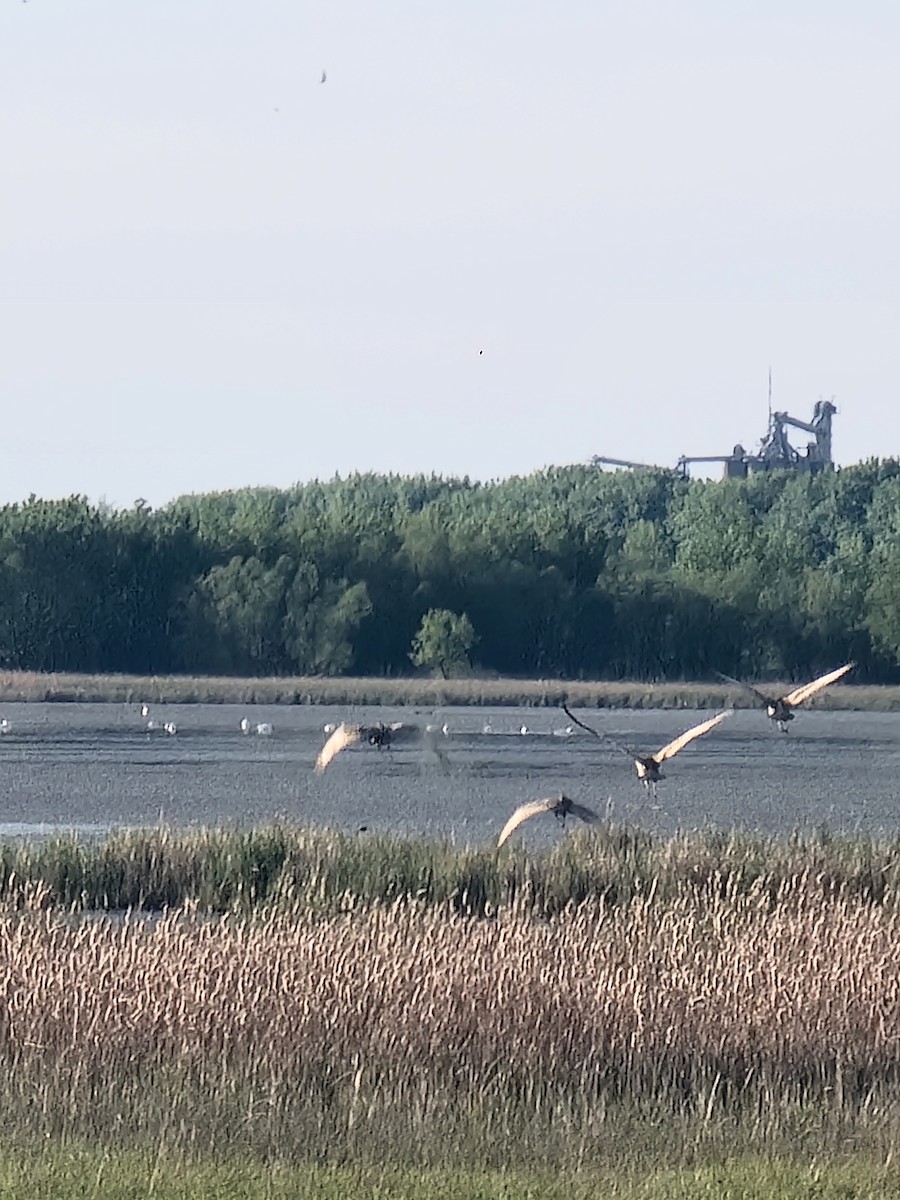 Sandhill Crane - Scott Harp