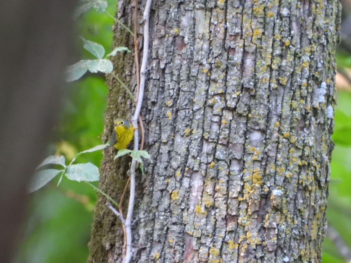 Canada Warbler - ML618565649