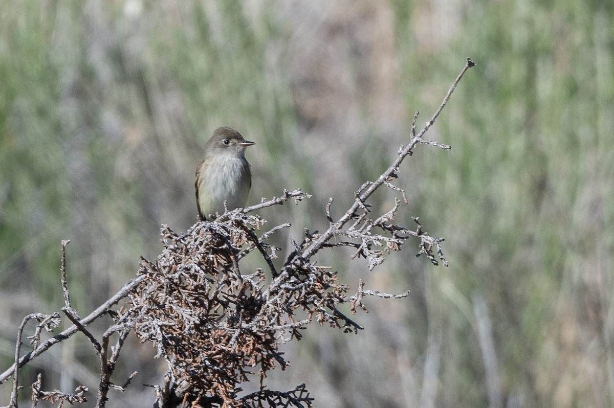 Willow Flycatcher - ML618565651