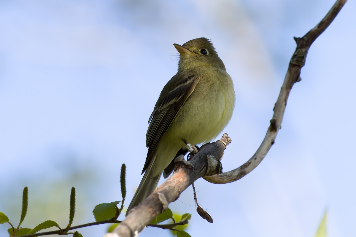 Western Flycatcher - Les Peterson