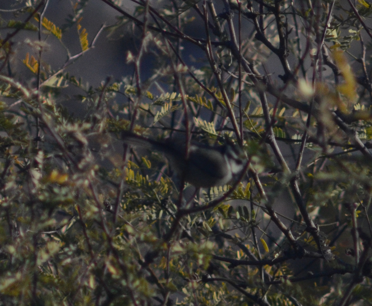 Bridled Titmouse - ML618565714