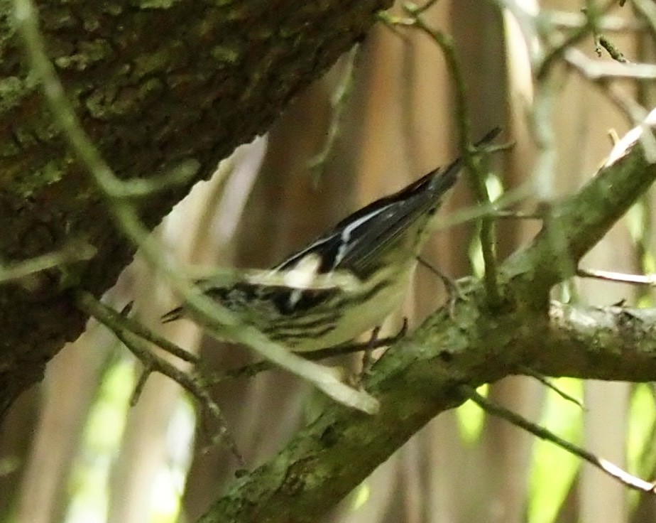Black-and-white Warbler - ML618565797