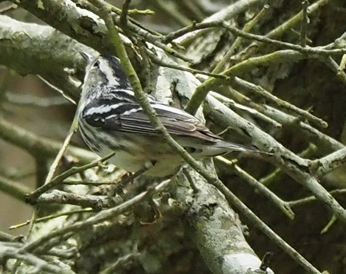 Black-and-white Warbler - ML618565798