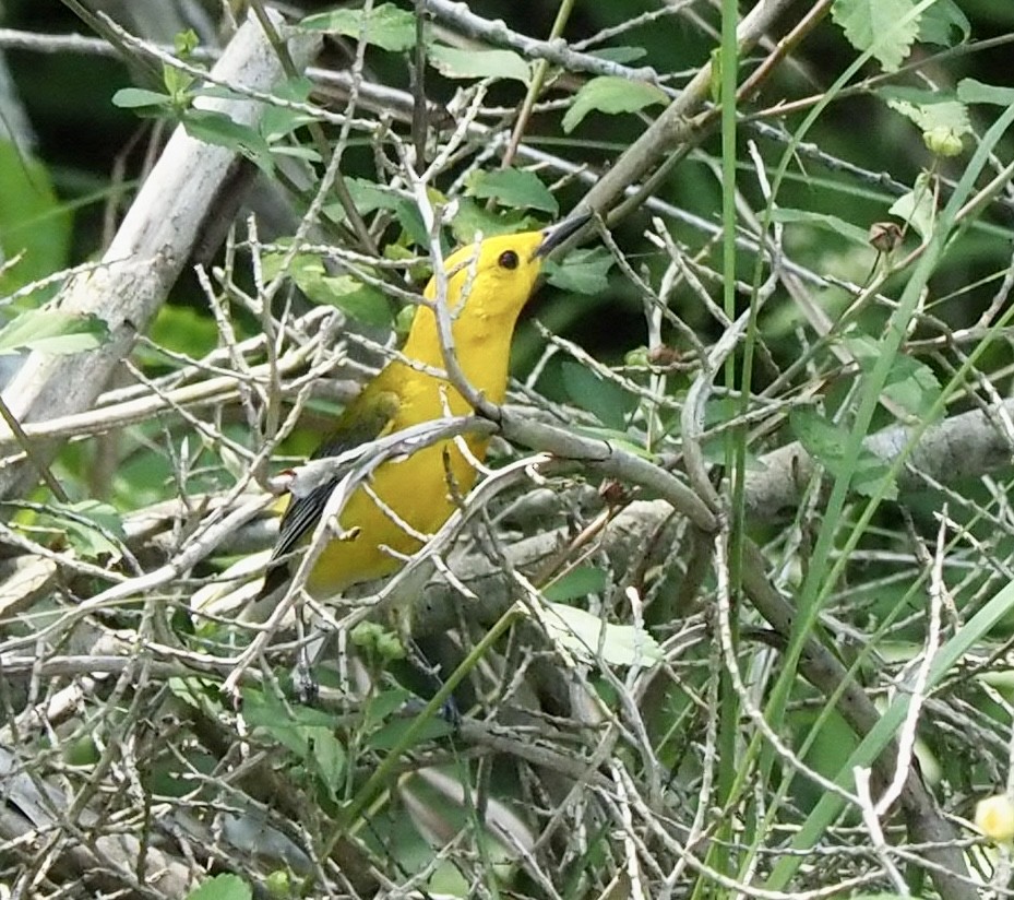 Prothonotary Warbler - ML618565800