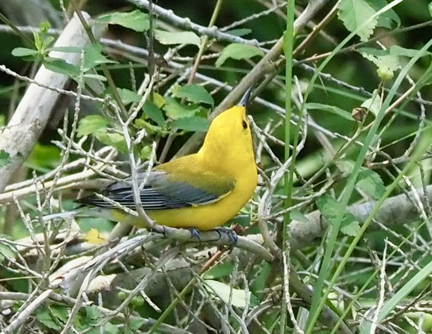 Prothonotary Warbler - ML618565801