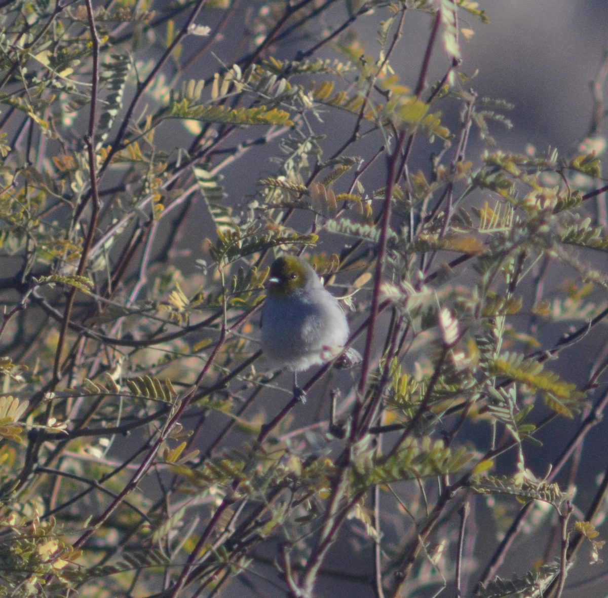 Verdin - Jared Emmack