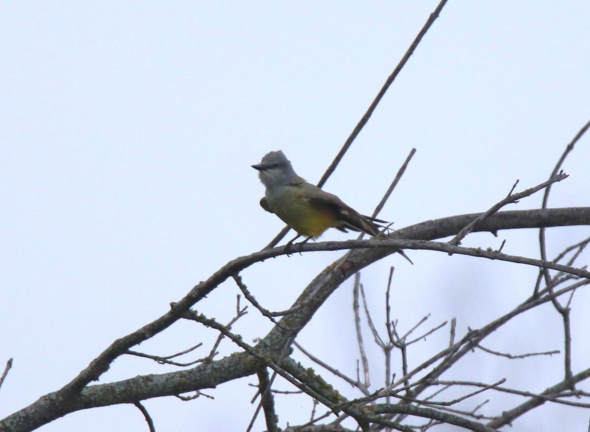 Western Kingbird - ML618565815