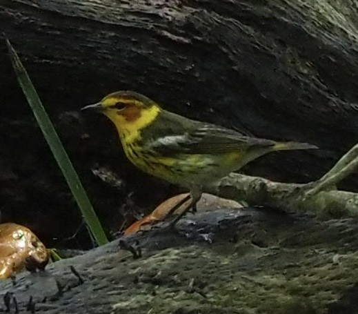 Cape May Warbler - ML618565818