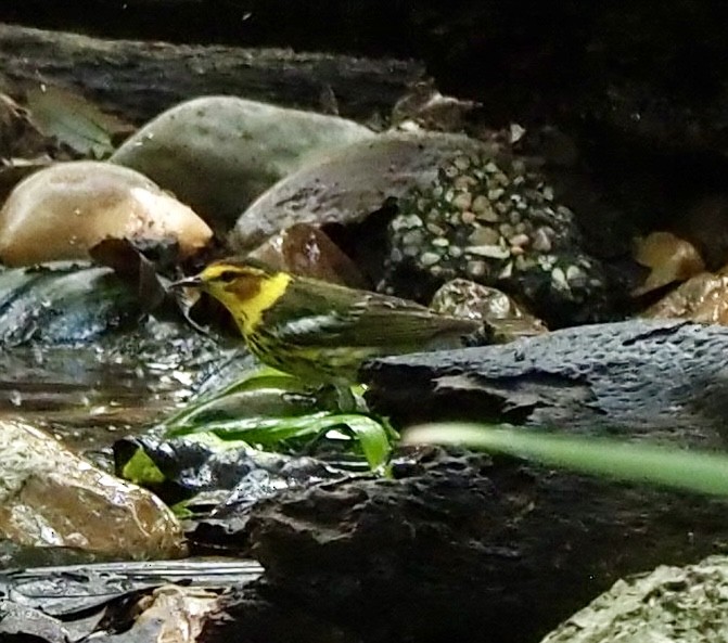 Cape May Warbler - ML618565819