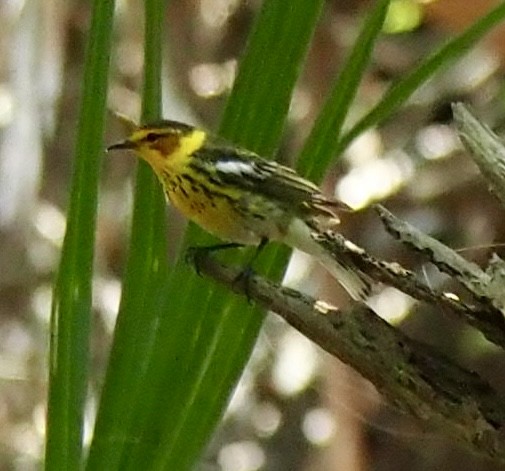 Cape May Warbler - ML618565820