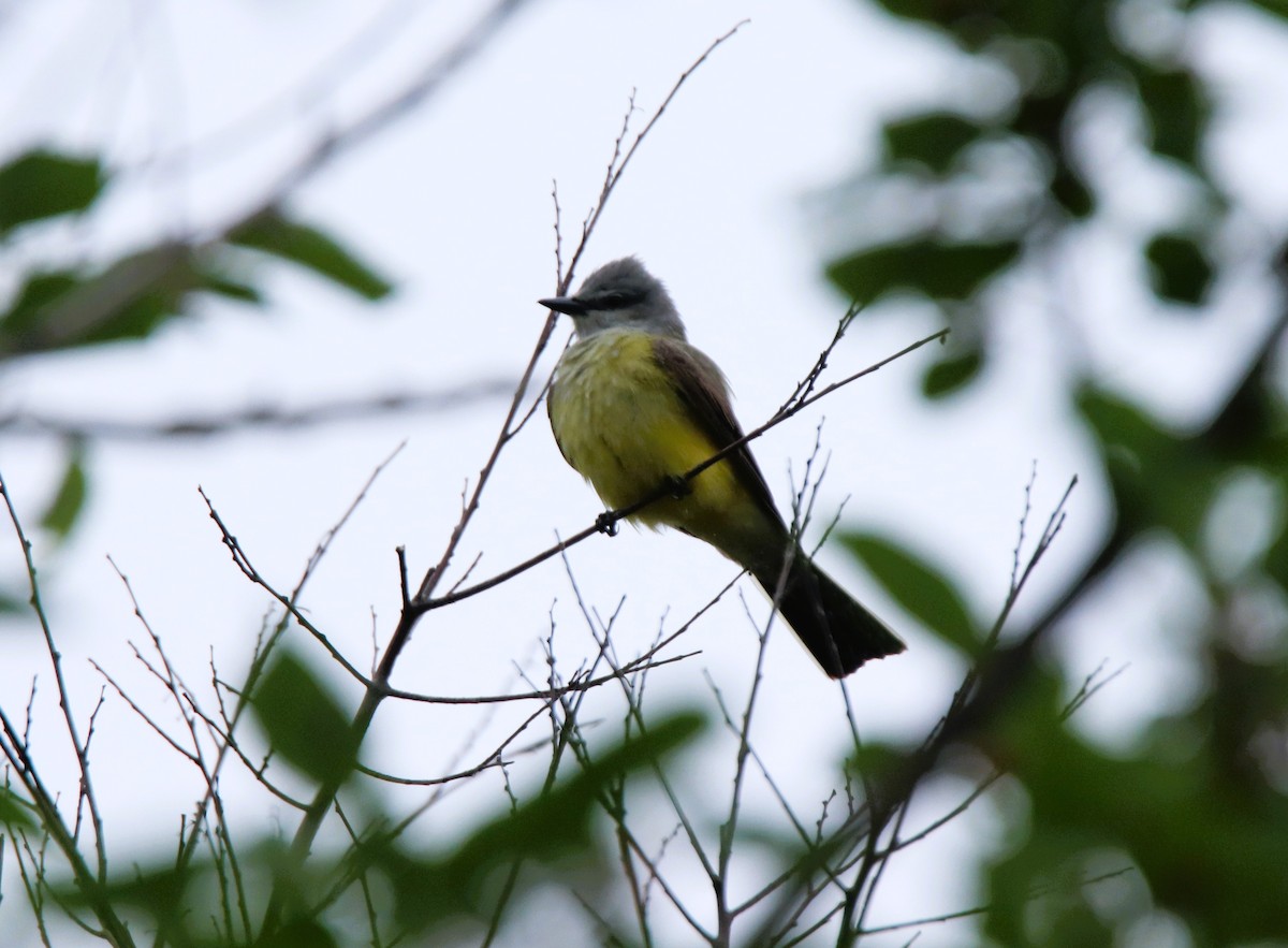 Western Kingbird - ML618565827