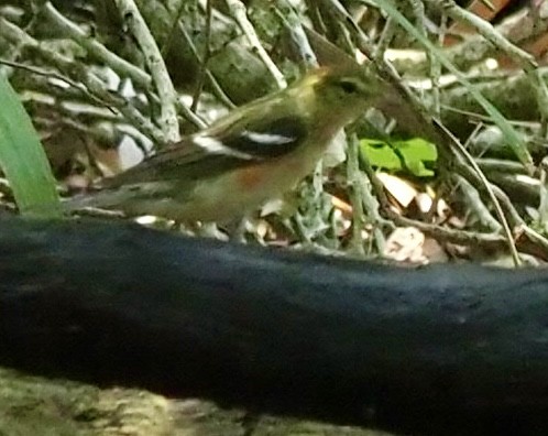 Bay-breasted Warbler - Donald Verser