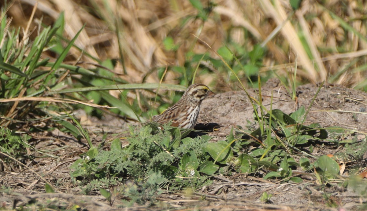 Savannah Sparrow - Glenn Blaser