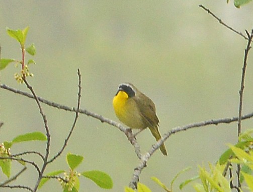 Common Yellowthroat - Bill Telfair