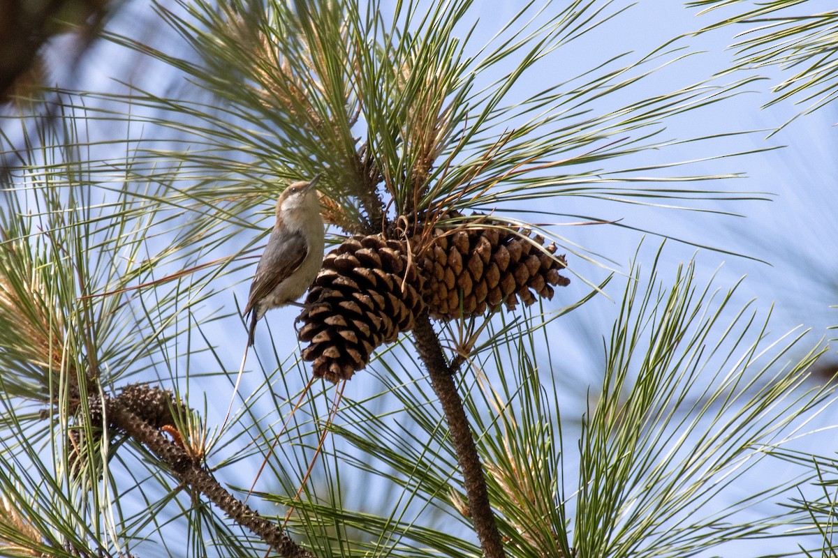 Brown-headed Nuthatch - ML618565927