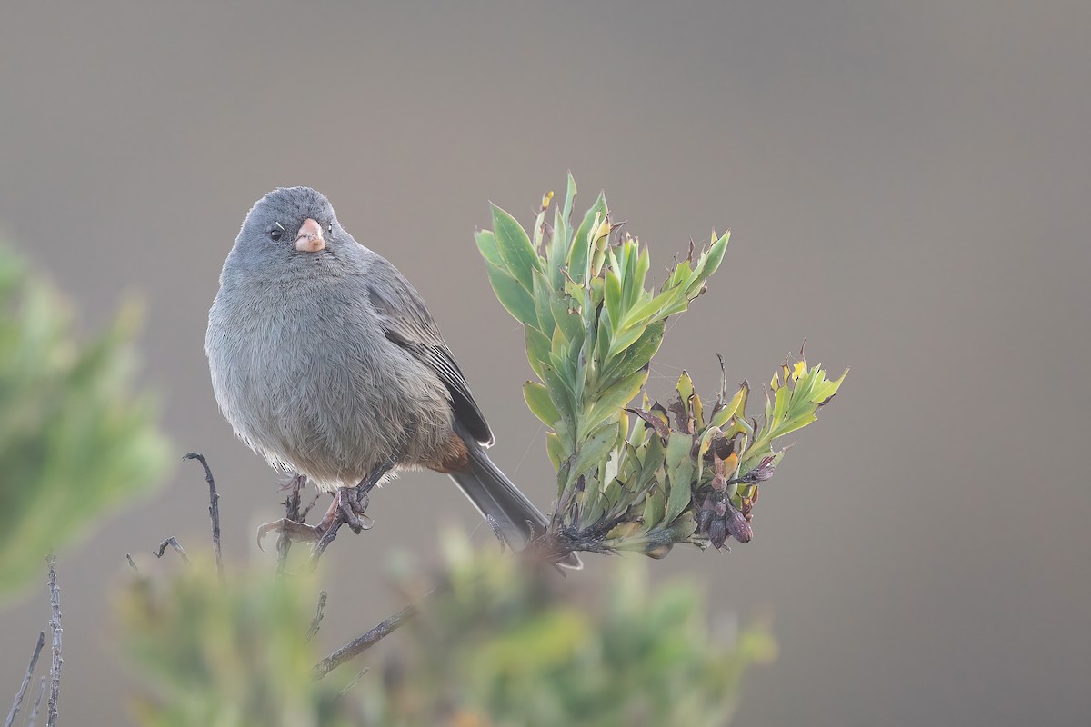 Plain-colored Seedeater - Chris Venetz | Ornis Birding Expeditions