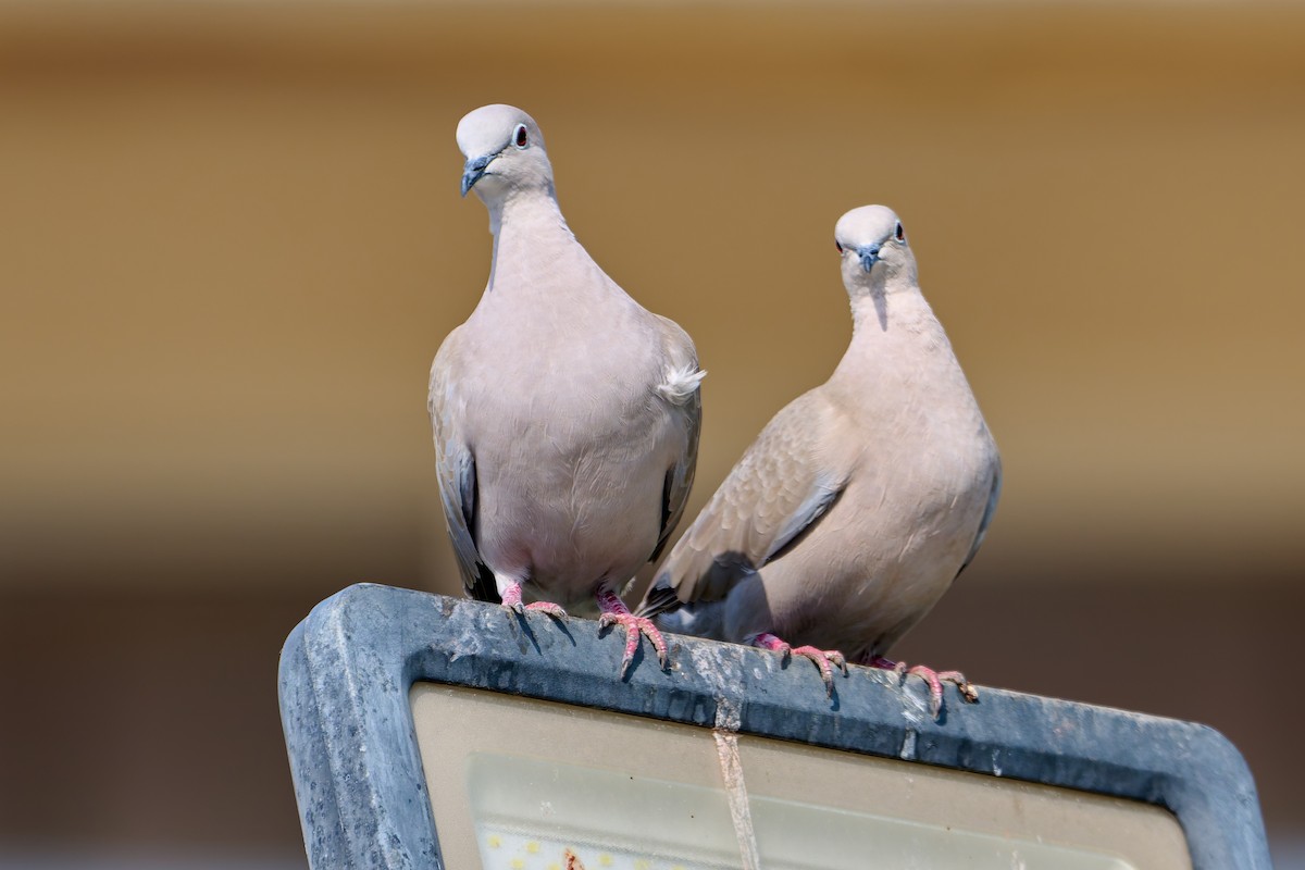 Eurasian Collared-Dove - ML618565980