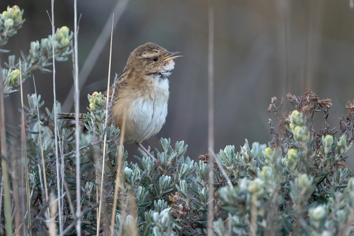 Grass Wren (Paramo) - ML618566002