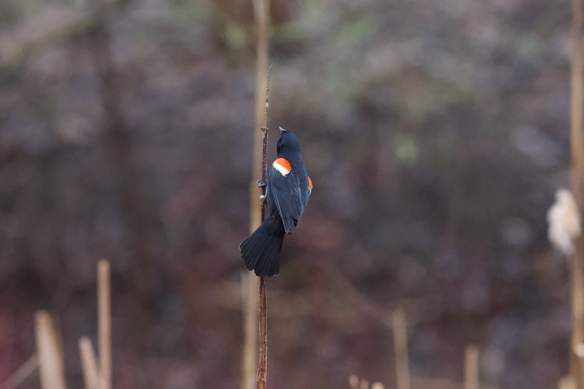 Red-winged Blackbird - François-Xavier Grandmont