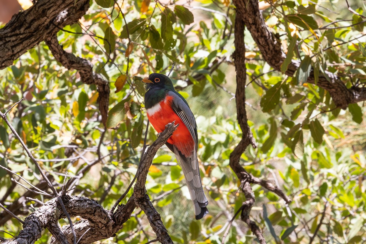 Elegant Trogon (Coppery-tailed) - Erich Neupert