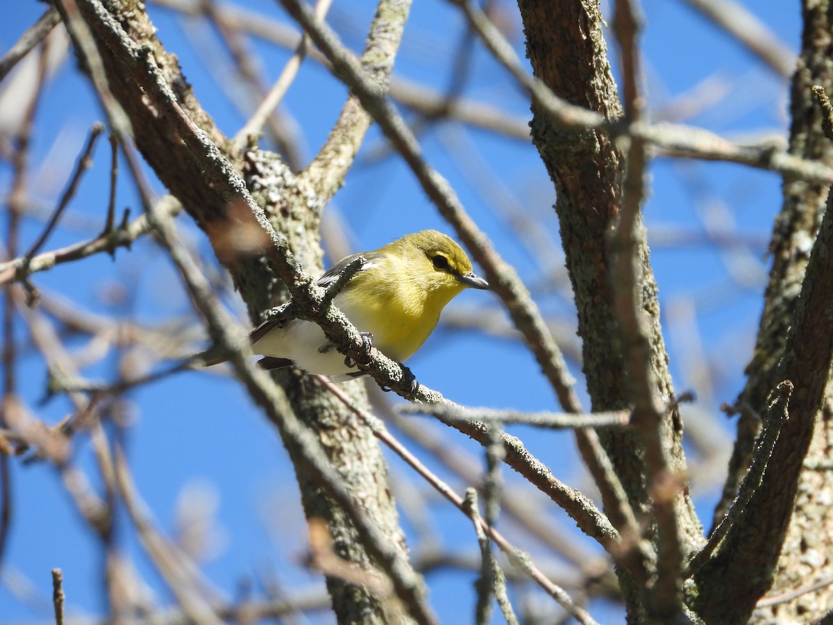 Yellow-throated Vireo - ML618566037