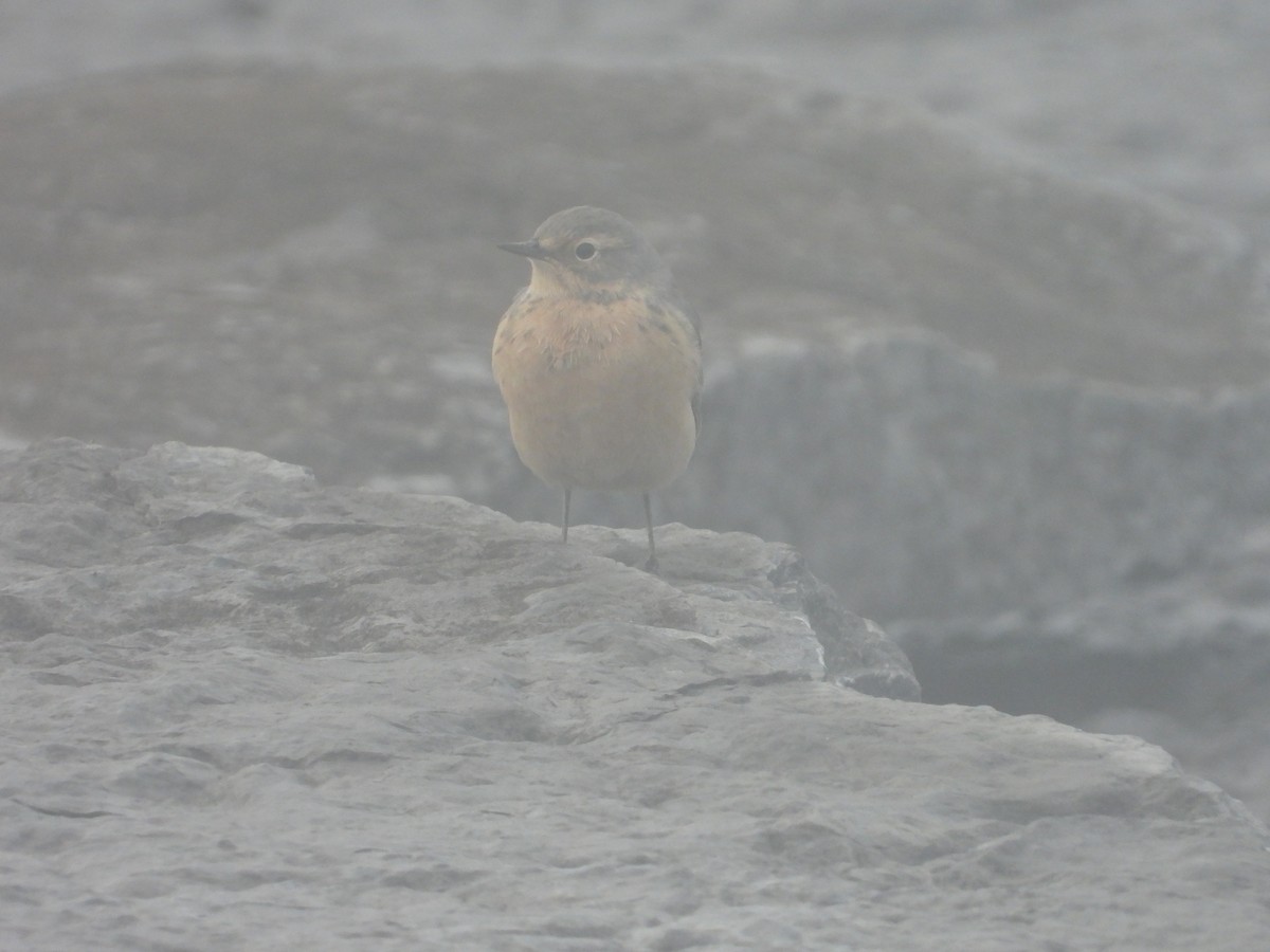 American Pipit - Eric Lamond