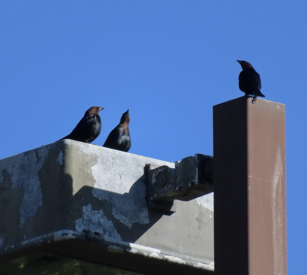 Brown-headed Cowbird - ML618566070