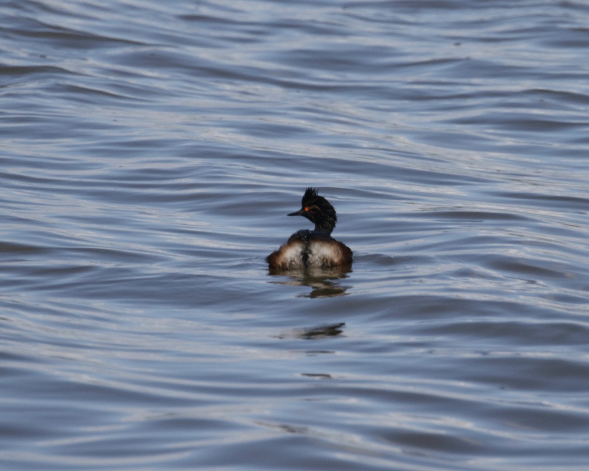 Eared Grebe - ML618566084