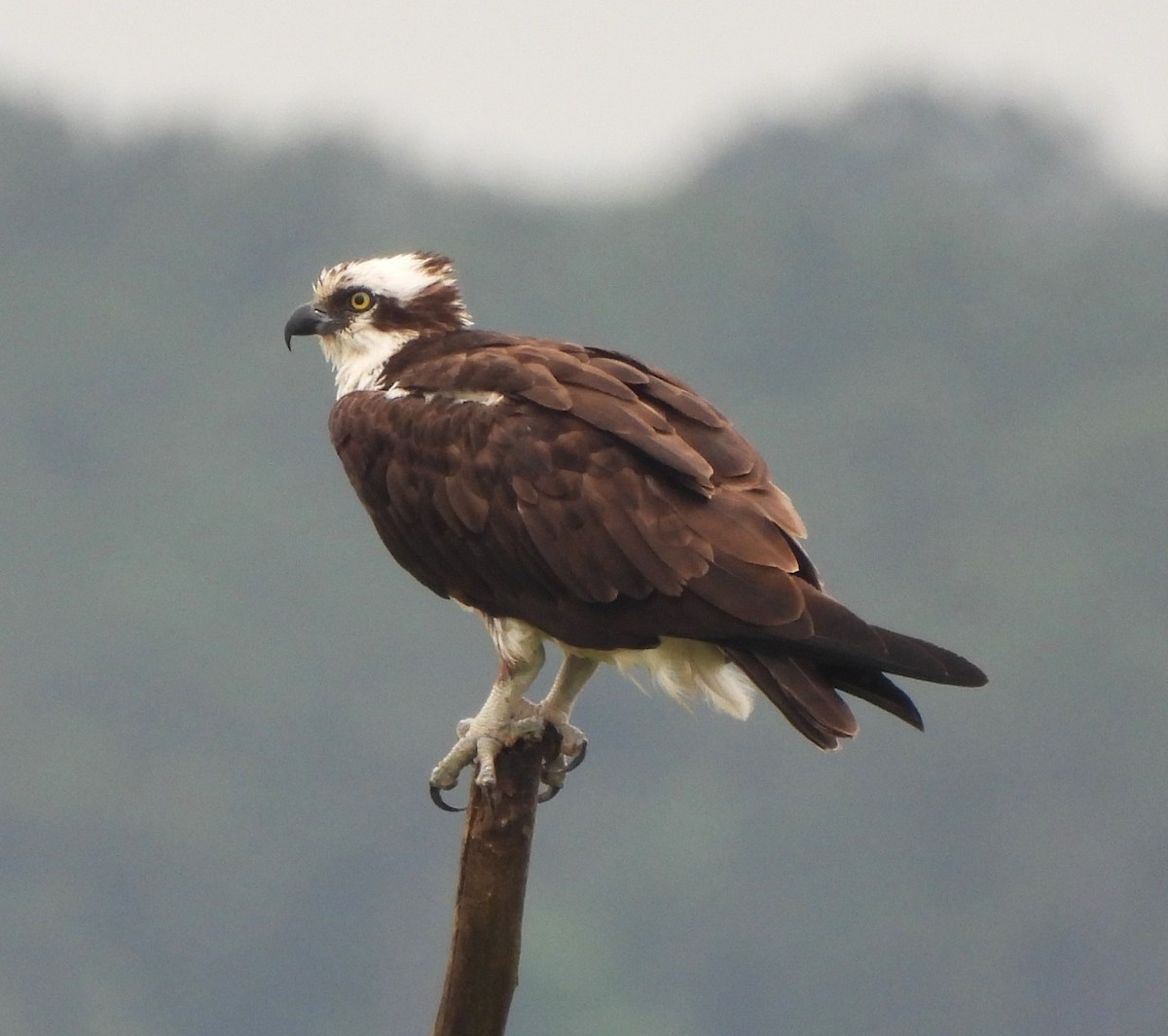 Águila Pescadora - ML618566086