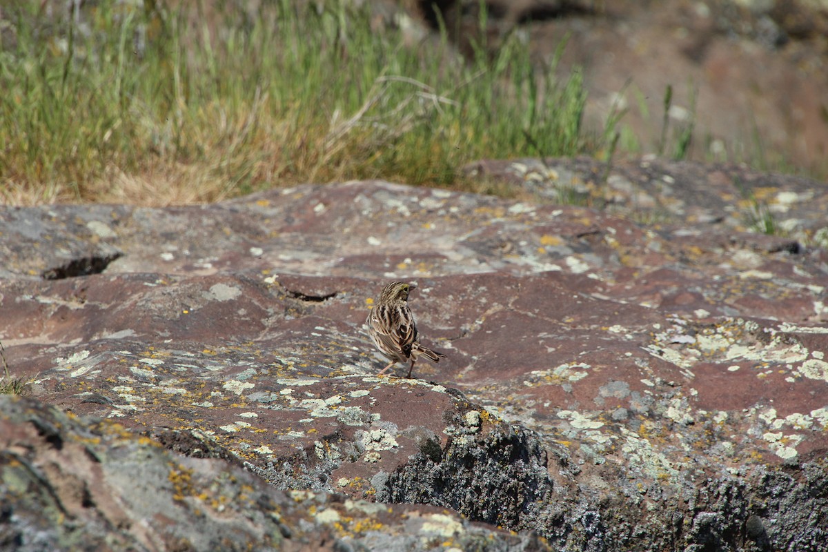 Savannah Sparrow - Ann Monk