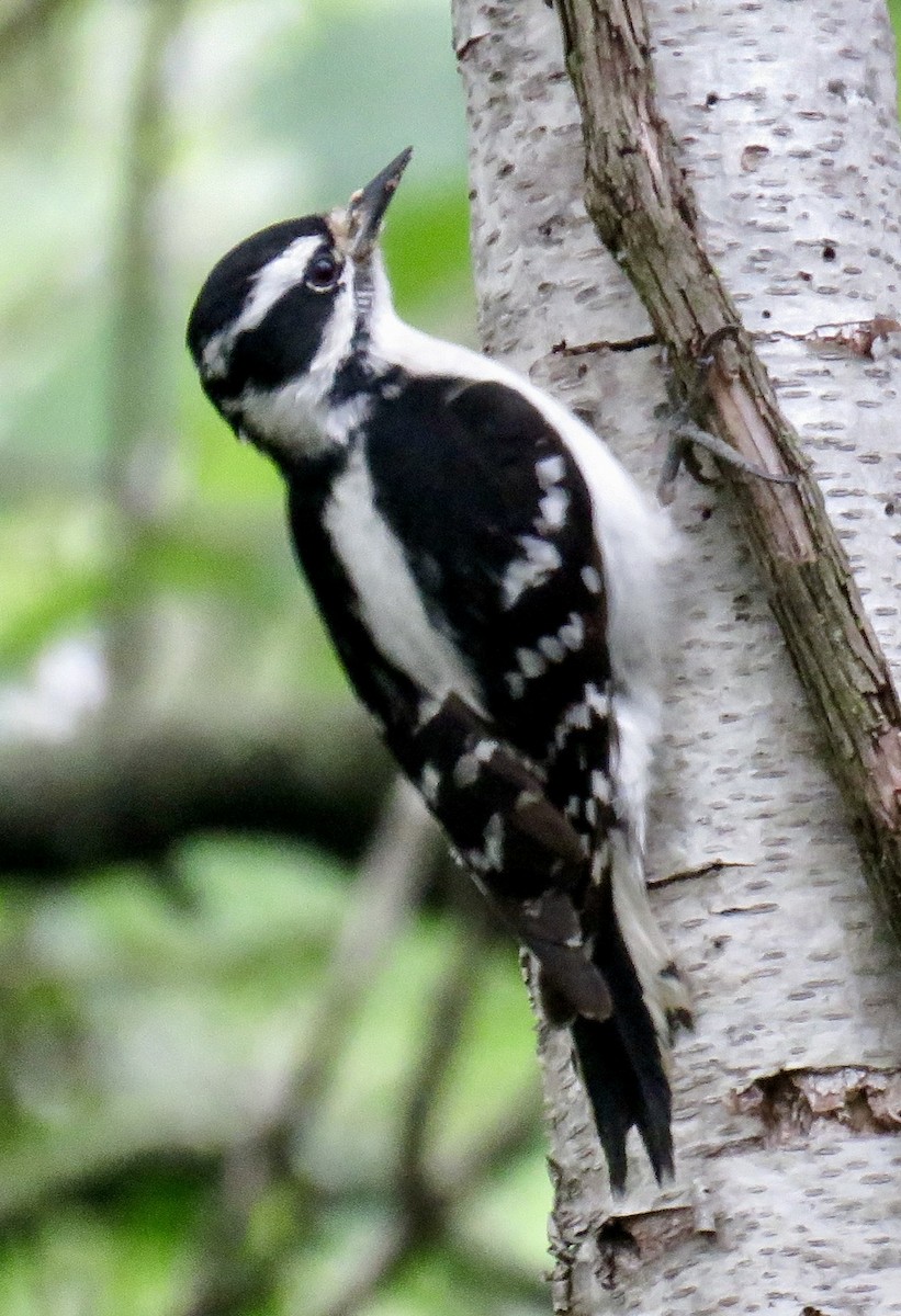 Downy Woodpecker - ML618566098