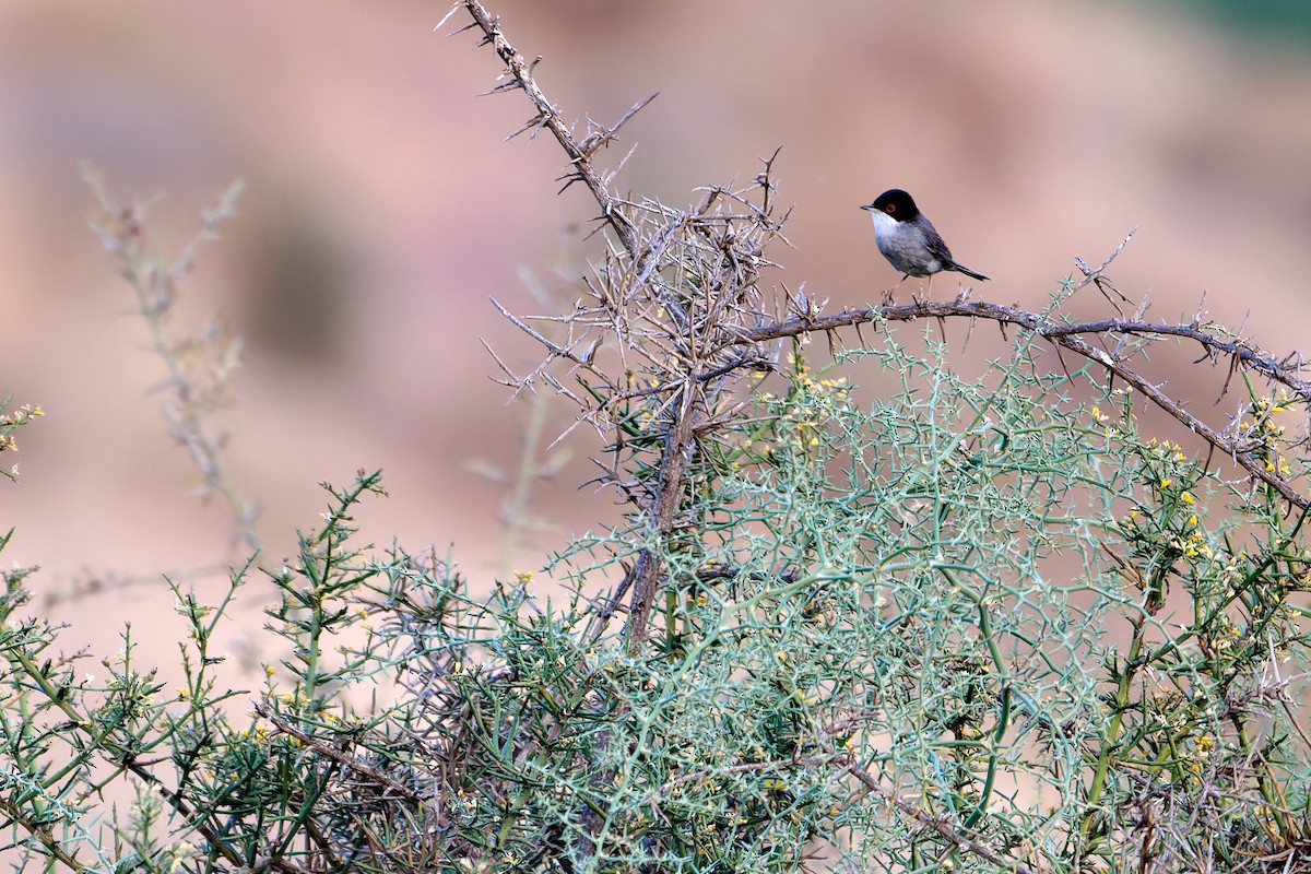 Sardinian Warbler - ML618566105