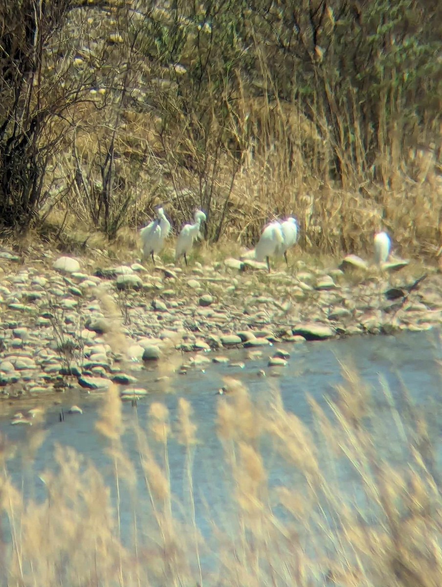 Snowy Egret - ML618566182