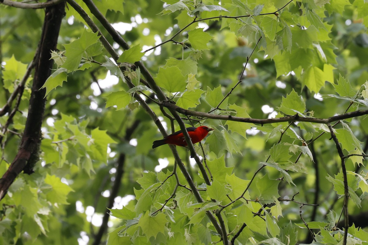 Scarlet Tanager - ML618566183