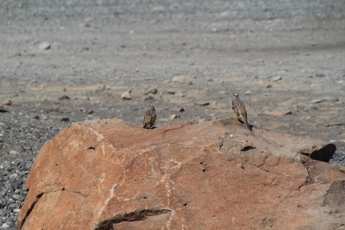 White-crowned Sparrow - Ann Monk