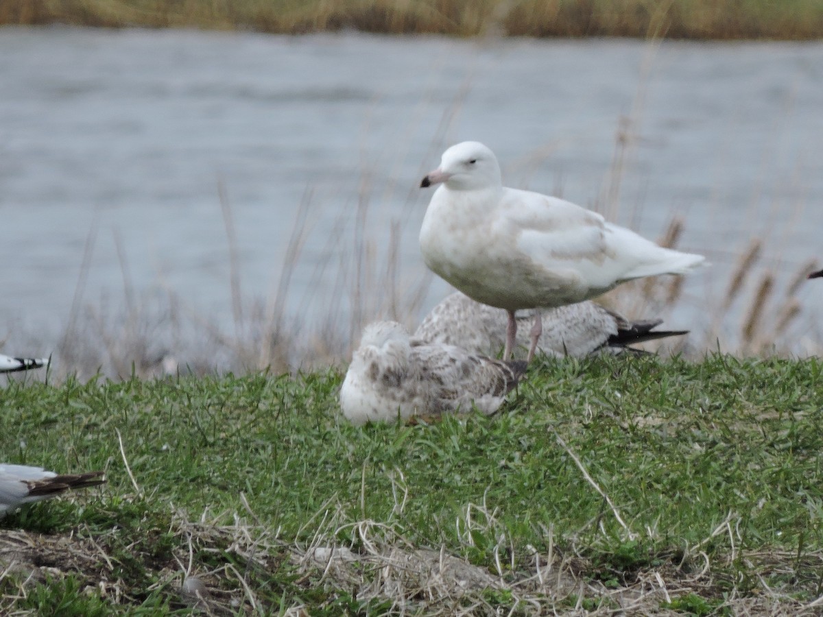 Glaucous Gull - ML618566197