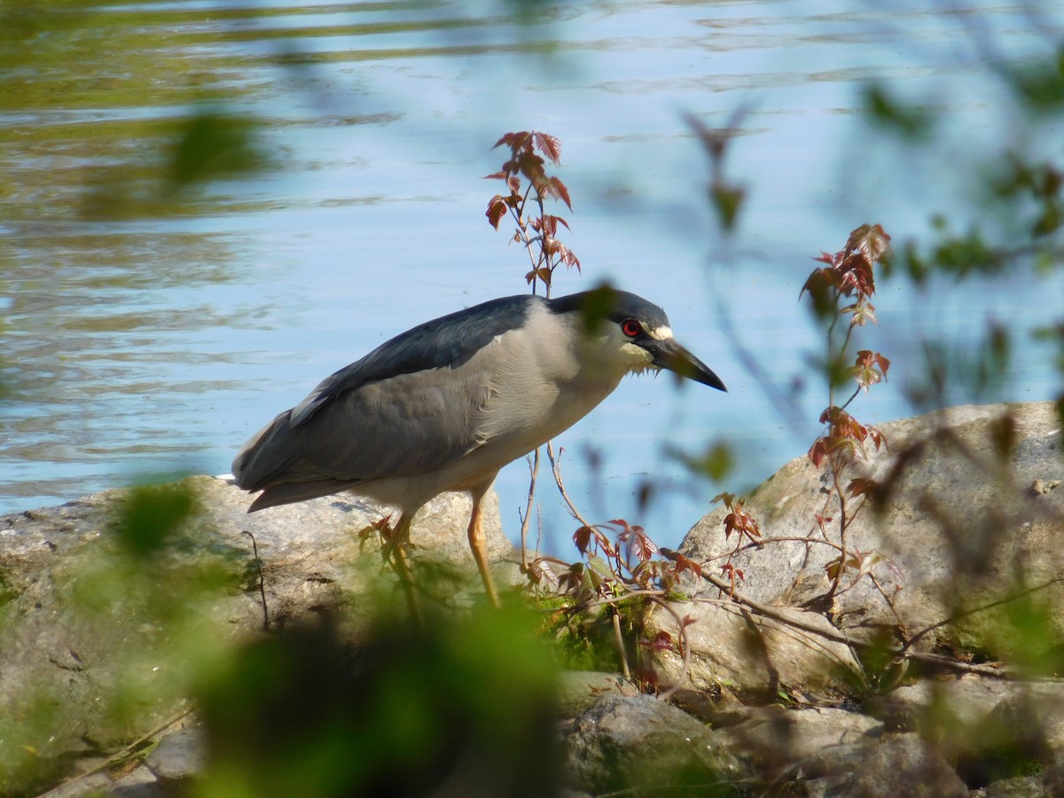 Black-crowned Night Heron - ML618566201