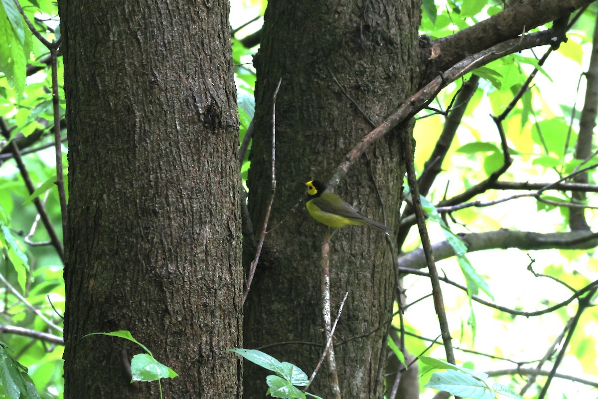 Hooded Warbler - ML618566215