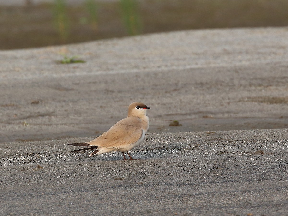 Small Pratincole - ML618566216