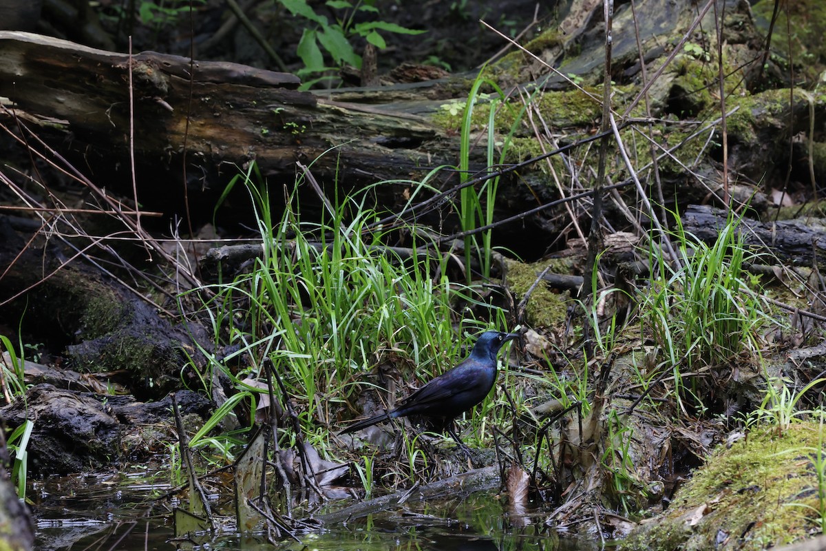 Common Grackle - ML618566220