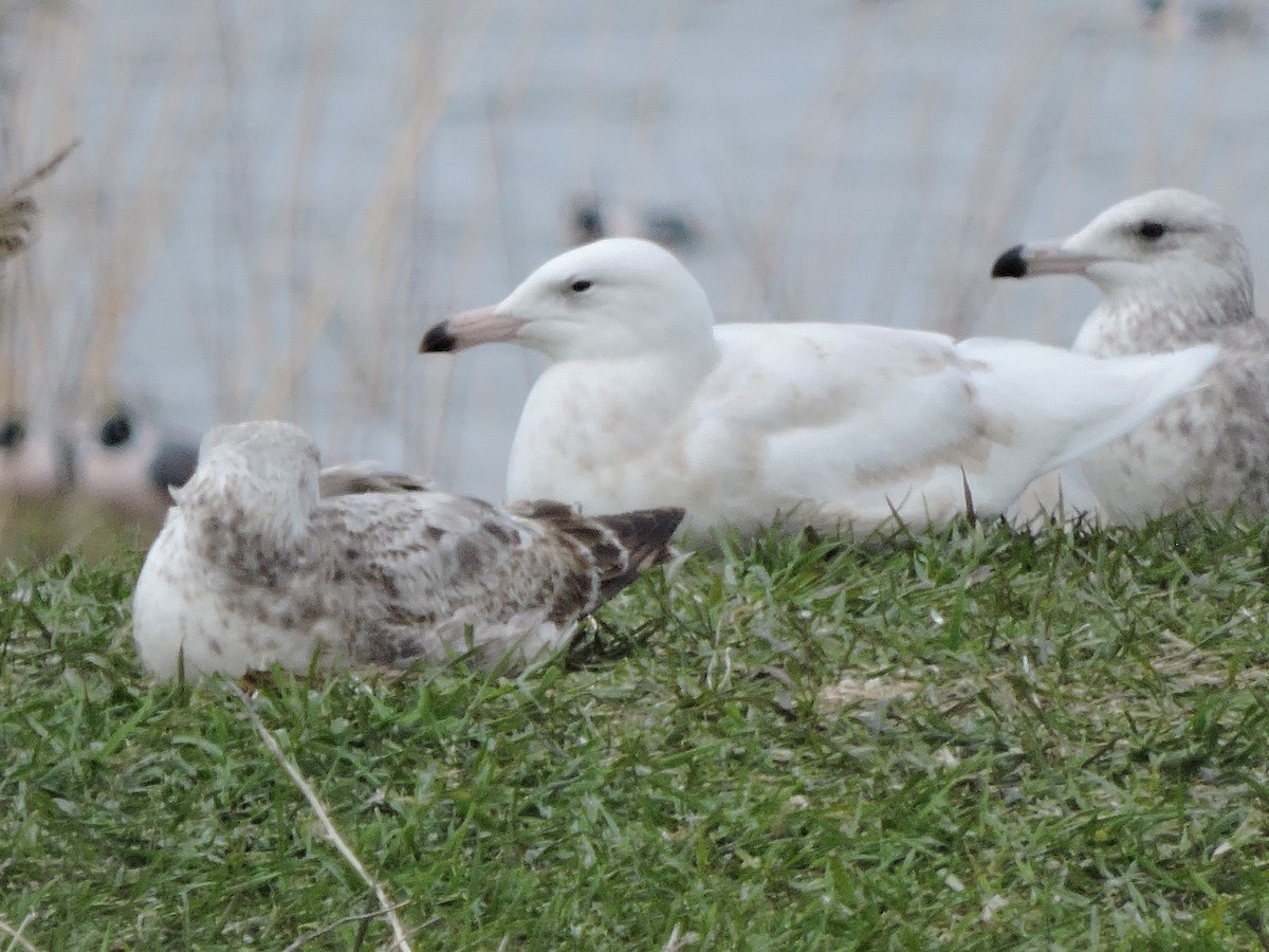 Glaucous Gull - ML618566225