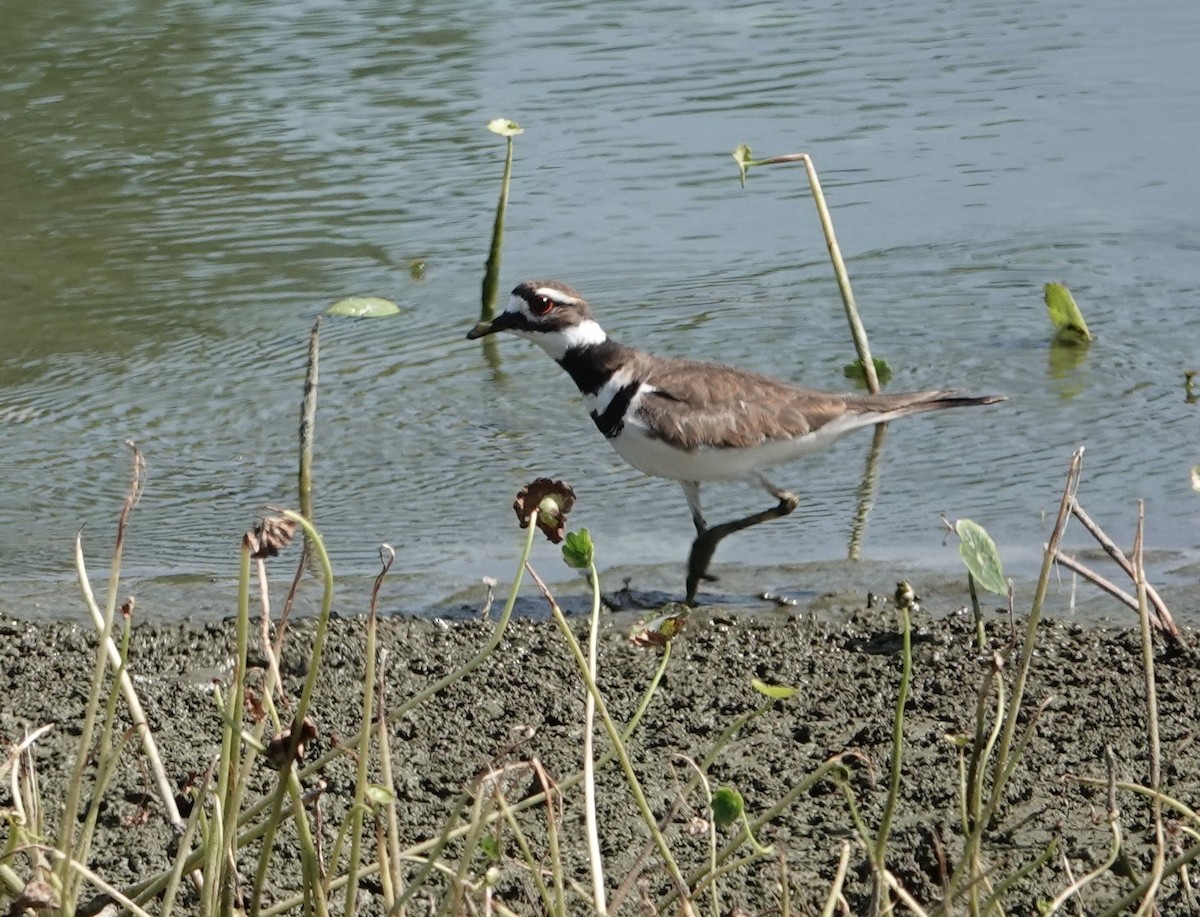 Killdeer - ML618566266