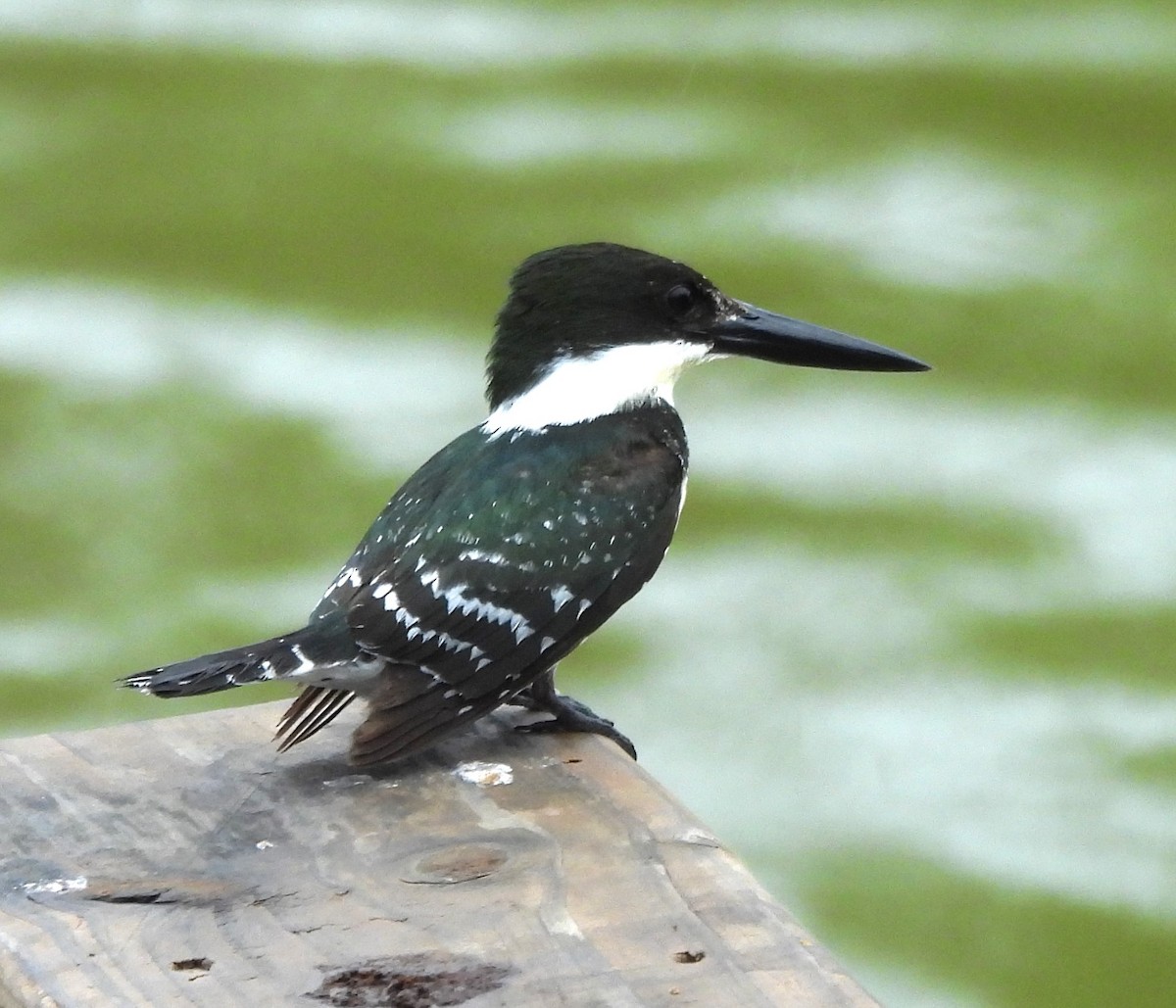 Green Kingfisher - Derek Heins