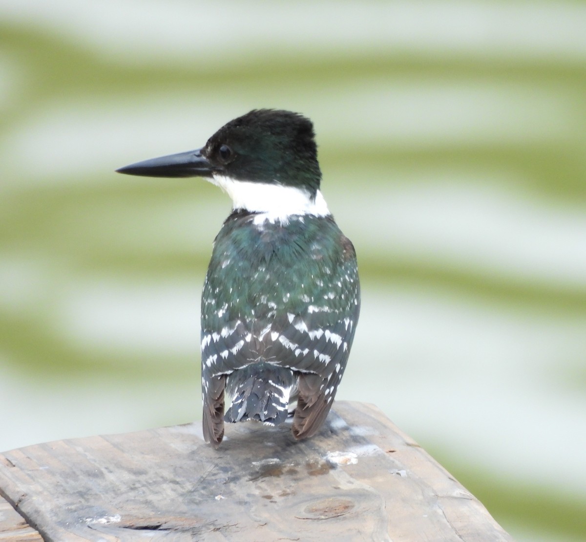 Green Kingfisher - ML618566305