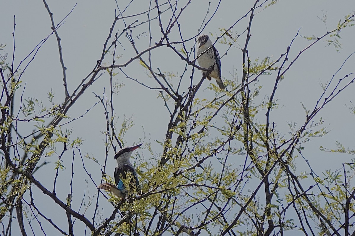 Striped Kingfisher - ML618566306