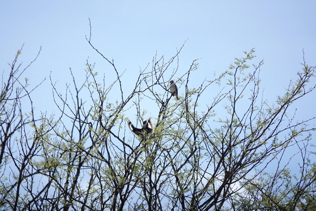 Striped Kingfisher - ML618566307